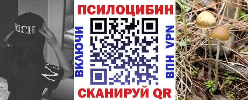 где продают наркотики  Ртищево  Галлюциногенные грибы Psilocybe 